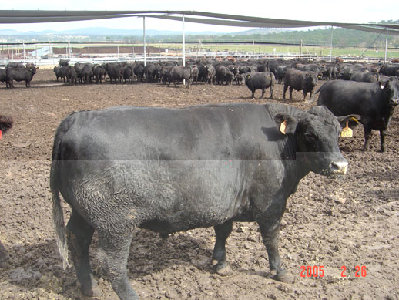 feedlot-steer.jpg