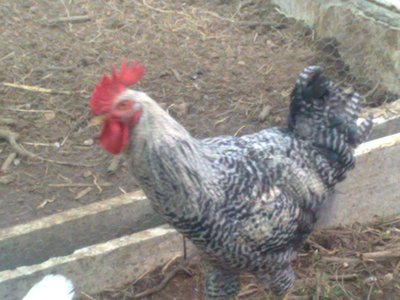 presunto gallo livornese foto 2.jpg