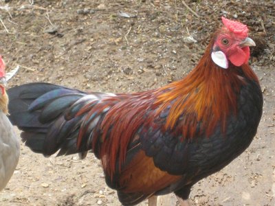 galletto Bantam.JPG