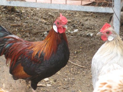 coppia Bantam.JPG