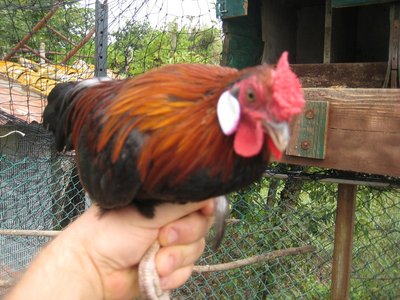 galletto Bantam (3).JPG