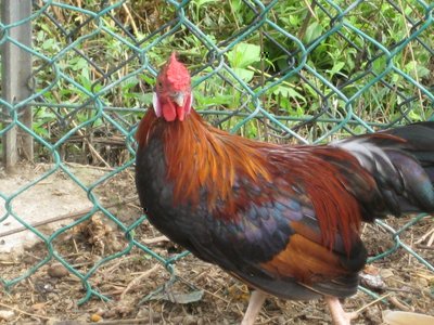 galletto Bantam (2).JPG