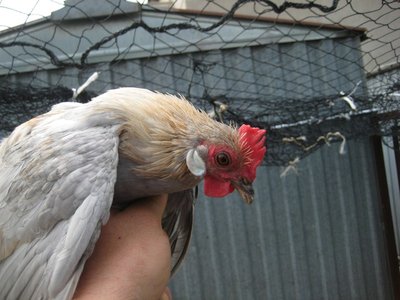 gallina Bantam (1).JPG