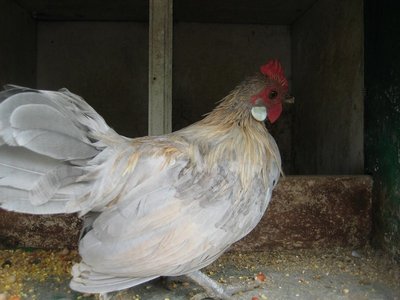 gallina Bantam (3).JPG