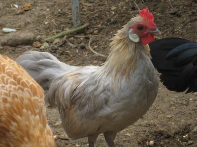 gallina Bantam.JPG