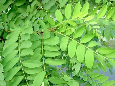 Brosen_robinia_pseudoacacia1.jpg