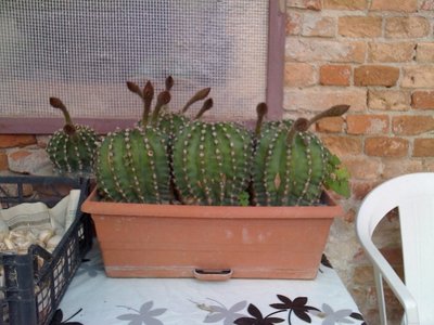 cactus pulcini 1.JPG