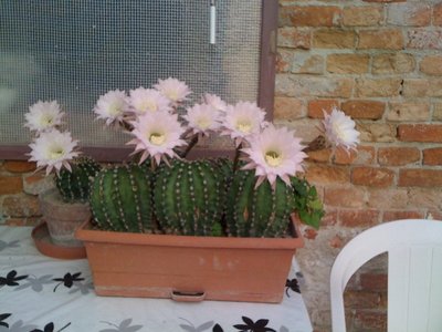 cactus pulcini.JPG