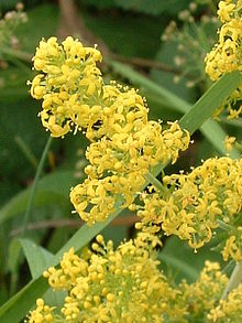 220px-Galium_verum01.jpg