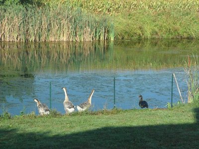 laghetto d'estate.JPG