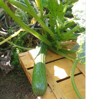 zucchine.jpg