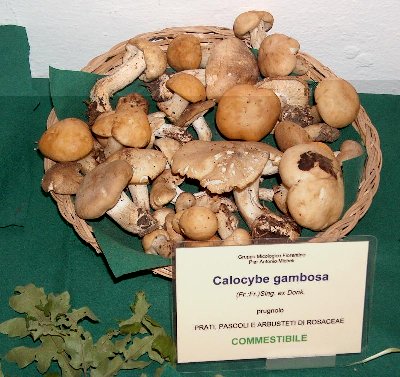 calocybe gambosa prugnolo 1.JPG