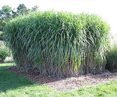 Miscanthus-giganteus.jpg