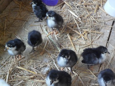 8 australorp.jpg