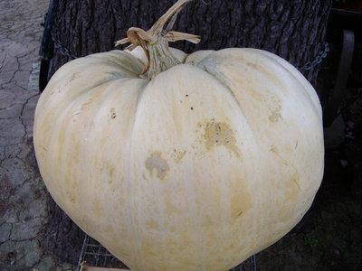 zucca bianca.jpg