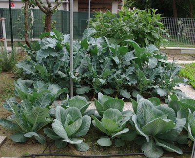 Cavoli-Broccoli-Melanzane.JPG