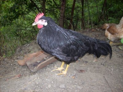 gallo livornese.jpg