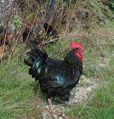 gallo aurtral.JPG