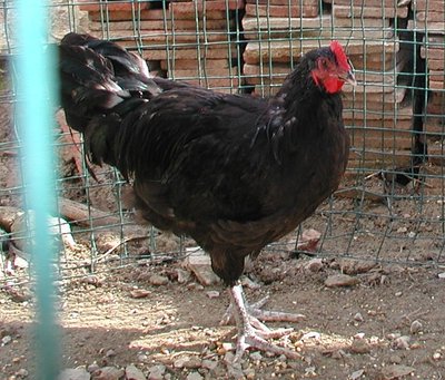 galletto australorp-crop.JPG