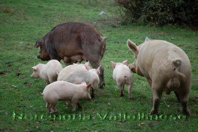 Norcineria Valtellinese Vallolmo_2009.jpg