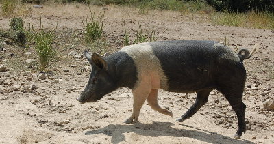 Norcineria Valtellinese Cinta.jpg