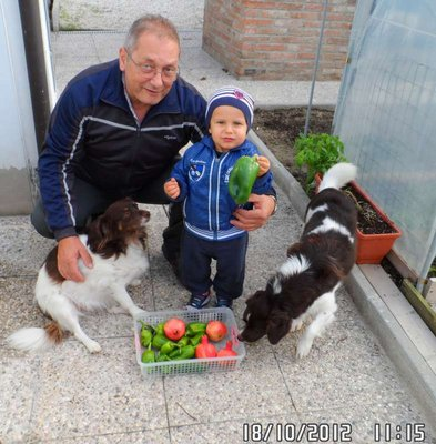 Raccolta ultimi peperoni con i miei aiutanti.JPG