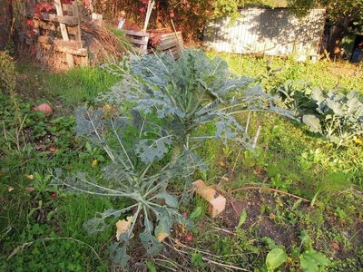 cavolo nero.JPG