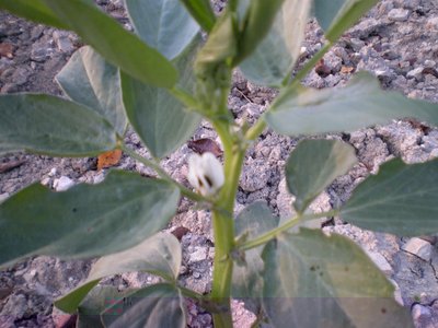 Fava in fiore.JPG