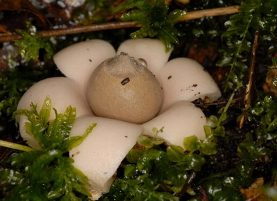 Geastrum-fimbriatum.jpg