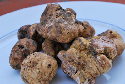 tartufo_bianco_toscano.jpg