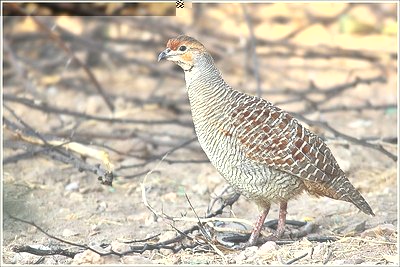 800px-Grey_Francolin.jpg