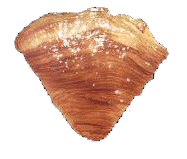 sfogliatella.gif