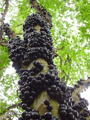 jabuticaba-5.jpg