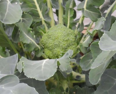 Broccoli sotto tunnel.JPG