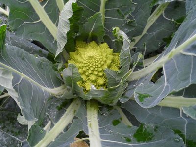 Broccolo romanesco orto.JPG