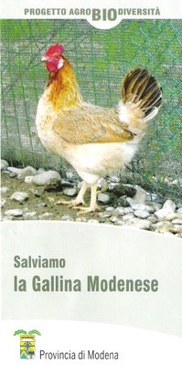 pieghevole gallina modenese.JPG