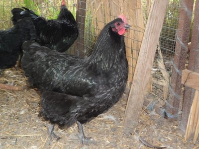 australorp 6 mesi 007.jpg