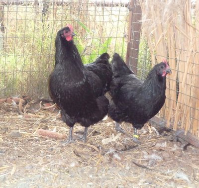 australorp 6 mesi 010.jpg