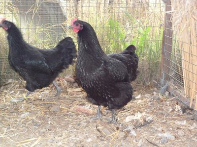 australorp 6 mesi 011.jpg