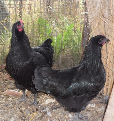 australorp 6 mesi 014.jpg