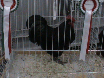 campione Australorp e best in Show.JPG