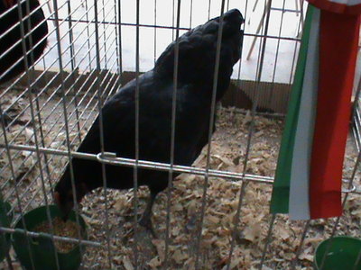 campione Australorp nana.JPG