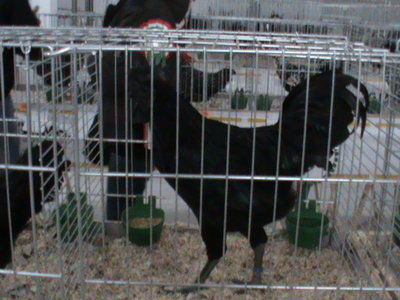 campione Cemani.JPG