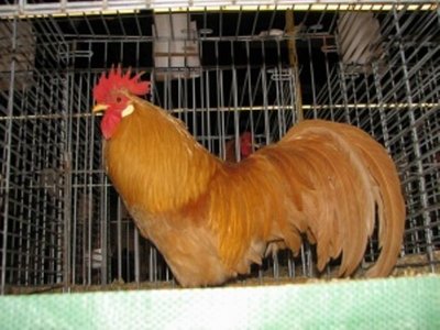 300px-Leghorn_Amerikaans_type_Buff_haan.jpg