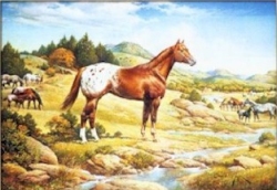 Appaloosa_Orren Mixer.jpg