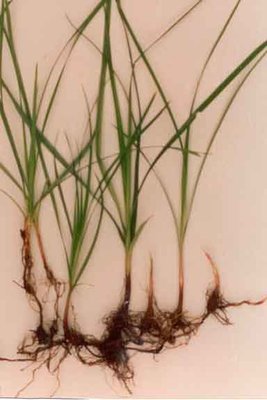 CYPERUS_ROTUNDUS.jpg