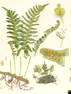 polypodium-vulgare.jpg