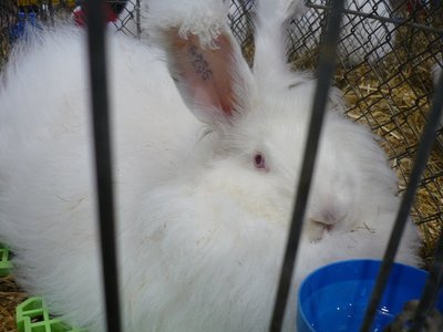 angora.jpg