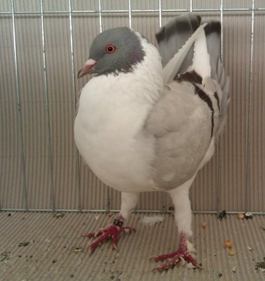 FIORENTINO,argento a verghe brune.jpg