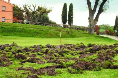 cinghiali_conero_golf.jpg